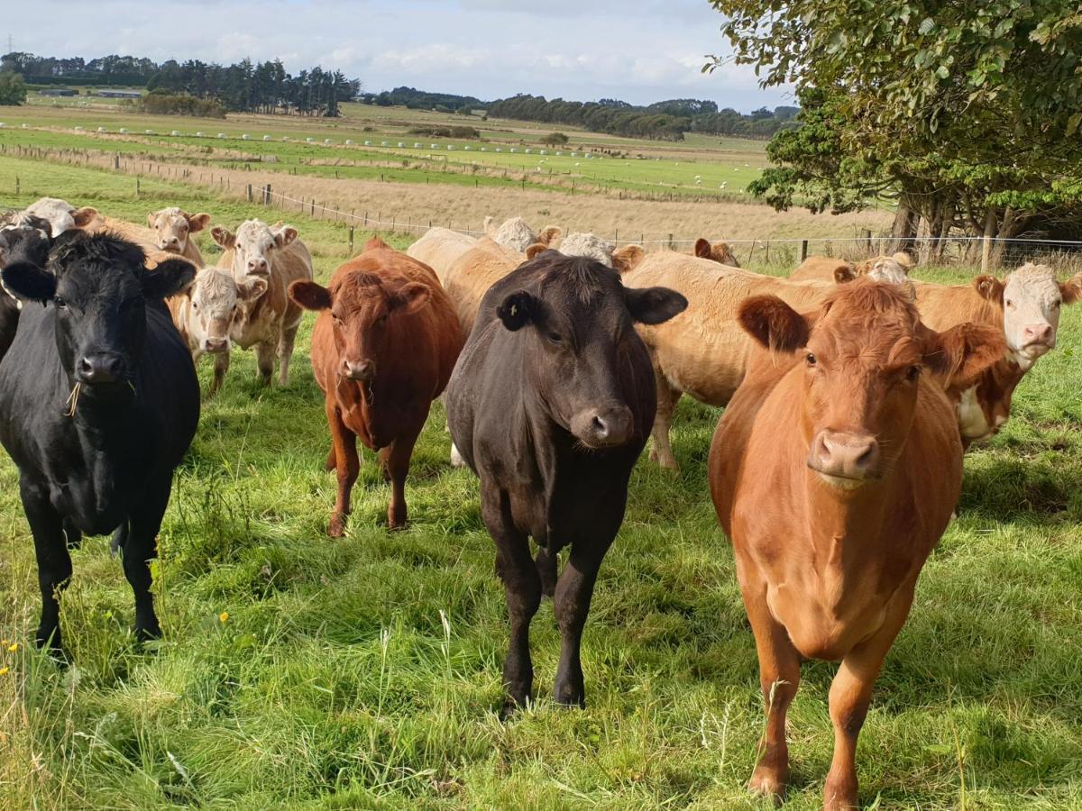 Bed and Breakfast Whiteacres Invercargill Esterno foto